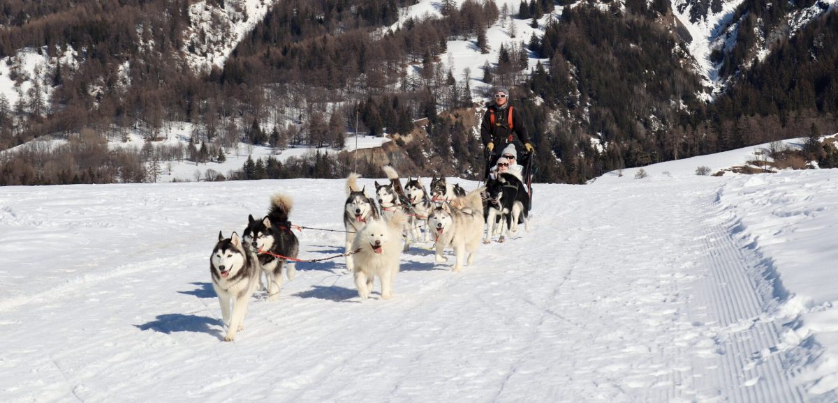 chien de traineau albiez
