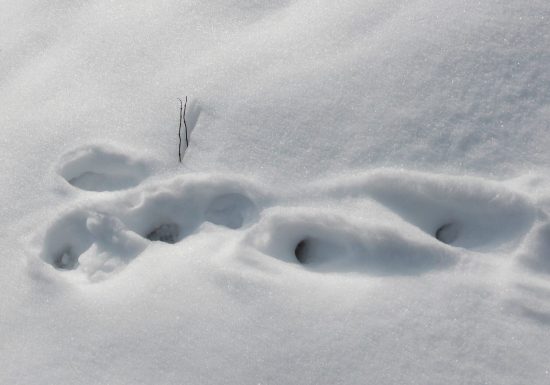 Les traces des animaux de montagne