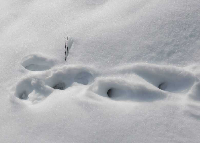 Les traces des animaux de montagne