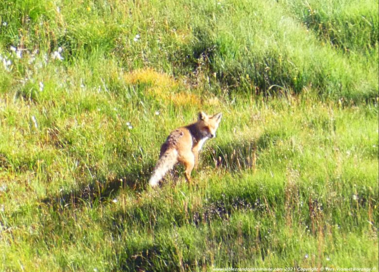 Randonnée et photos des bouquetins