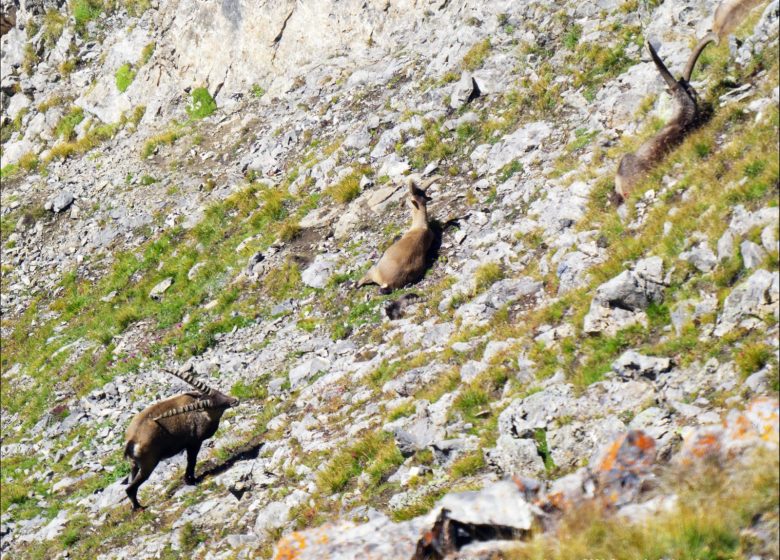 Randonnée et photos des bouquetins