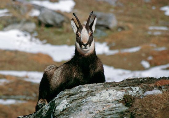 Observer chamois, chevreuils, biches… en été