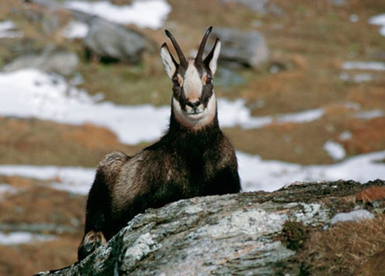 Observer chamois, chevreuils, biches… en été