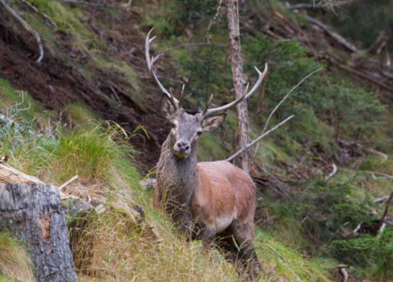 Observez la grande faune de montagne