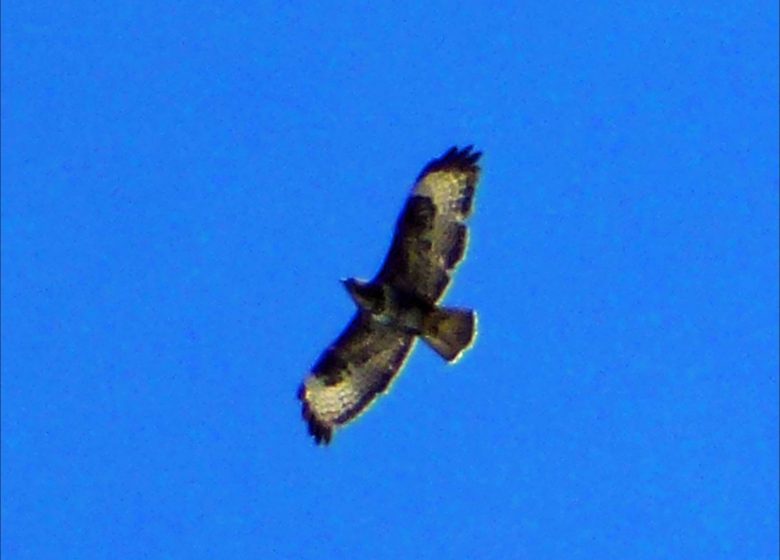 Observez la grande faune de montagne