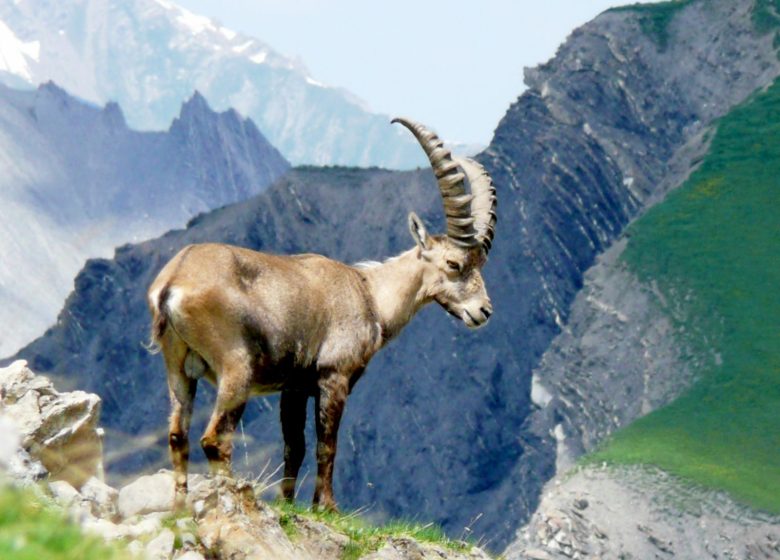 Observez la grande faune de montagne