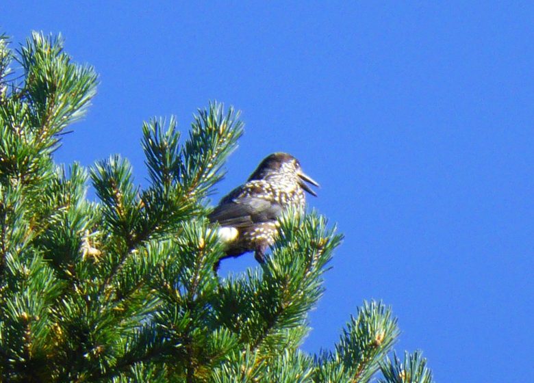 Observez la grande faune de montagne