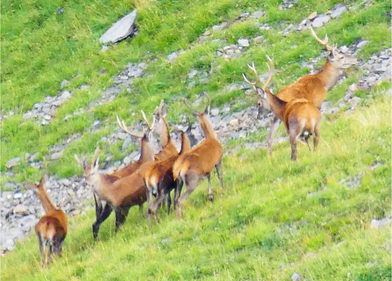 Observez la grande faune de montagne