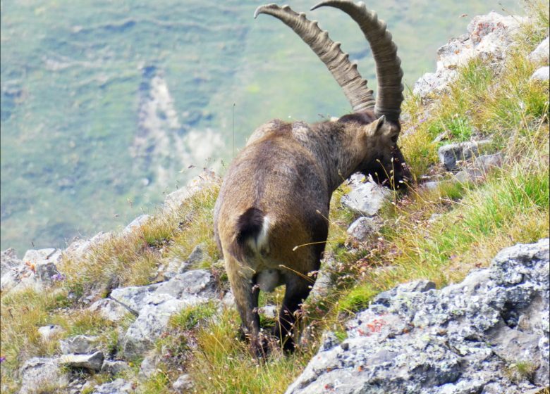 Observez la grande faune de montagne