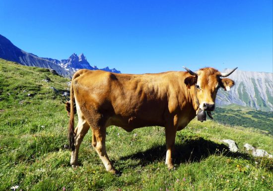 Traite des vaches en alpage, rando patrimoine