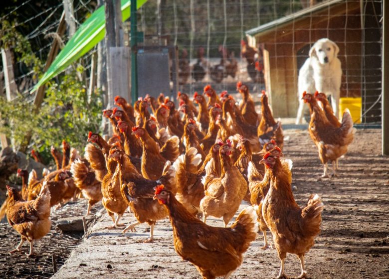 Les Si Belles Poulettes