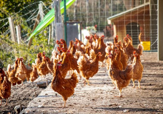 Les Si Belles Poulettes