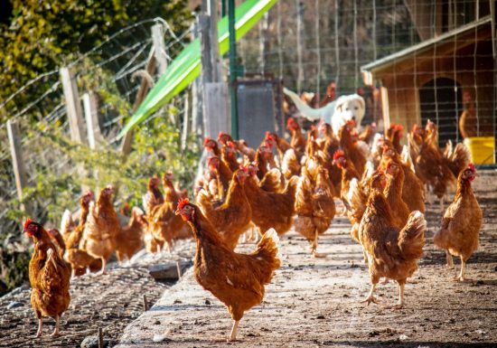 Les Si Belles Poulettes