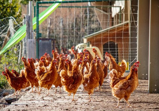 Les Si Belles Poulettes