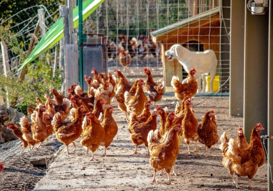 Les Si Belles Poulettes