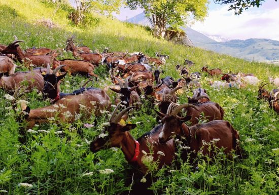 La Chèvrerie de Champlan