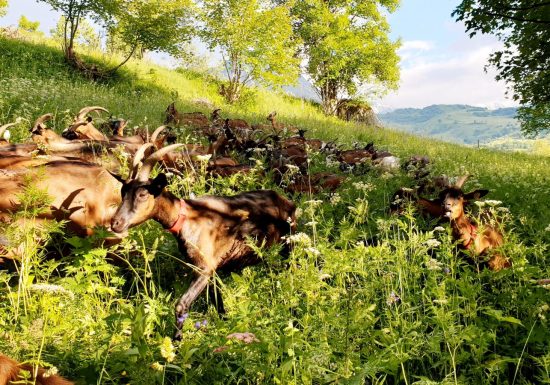 La Chèvrerie de Champlan