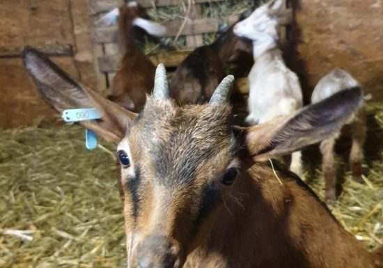 La Chèvrerie de Champlan