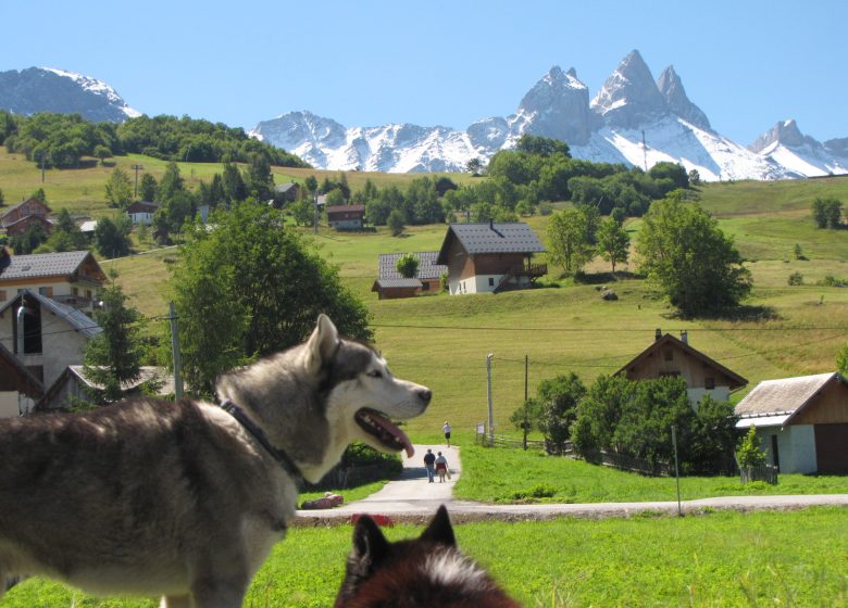 Journée cani rando, randonnée pédestre avec des chiens spéciale groupes