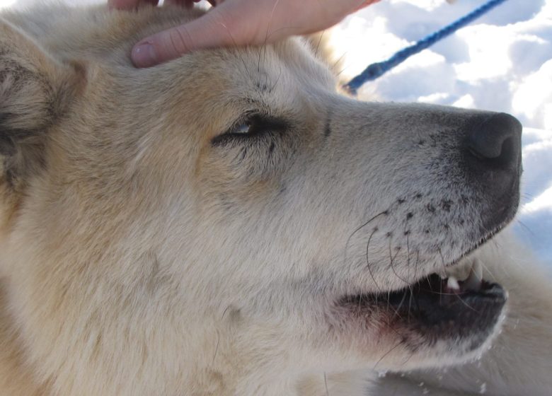 Journée cani rando, randonnée pédestre avec des chiens spéciale groupes