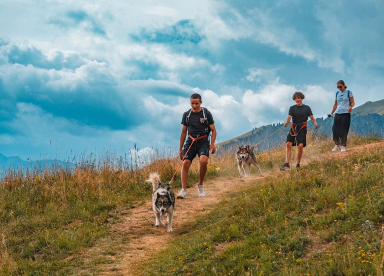 Initiation cani rando, randonnée pédestre avec des chiens