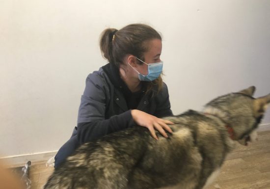 Ostéopathe Animalier – Solène Falcoz