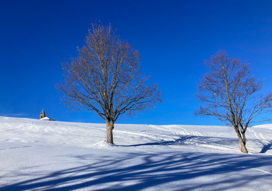 Découverte des paysages enneigés en raquettes