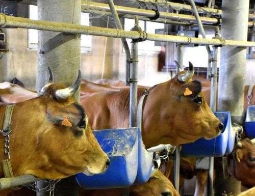 Randonnée en VTTAE et traite des vaches