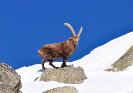 Observation des bouquetins en hiver