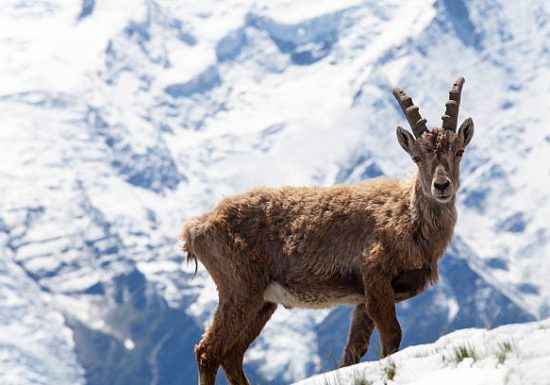 Observation des bouquetins en hiver