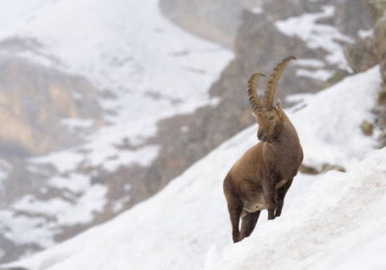 Observation des bouquetins en hiver