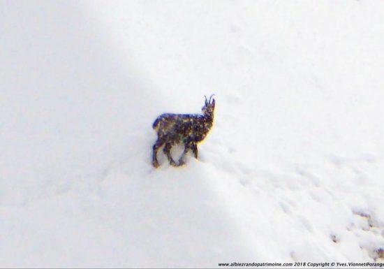 Observation des chamois