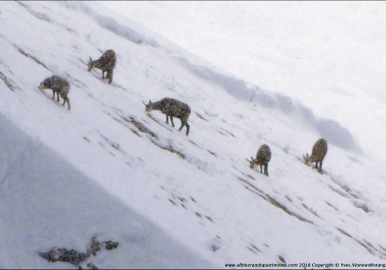 Observation des chamois