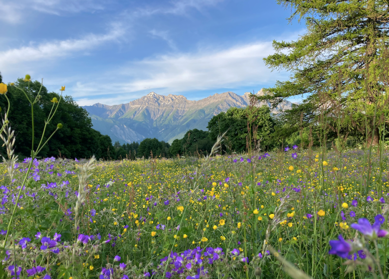 Découvrir les animaux et fleurs des forêts et alpages d’Albiez – Randonnée accompagnée