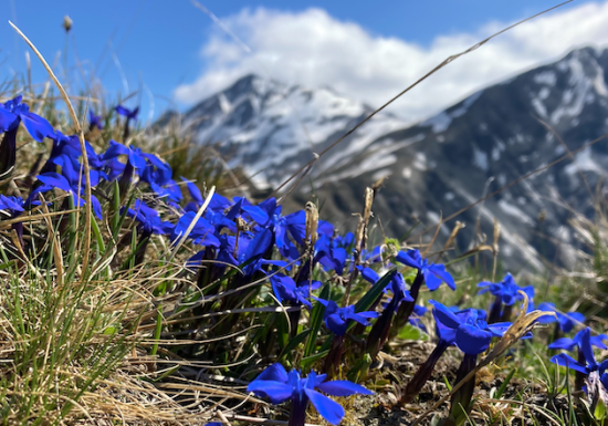 Découvrir les animaux et fleurs emblématiques de la montagne – Randonnée accompagnée