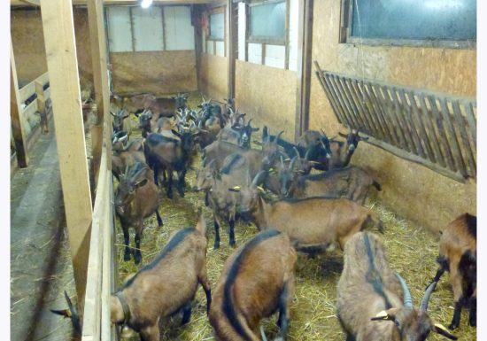 La Chèvrerie de Champlan