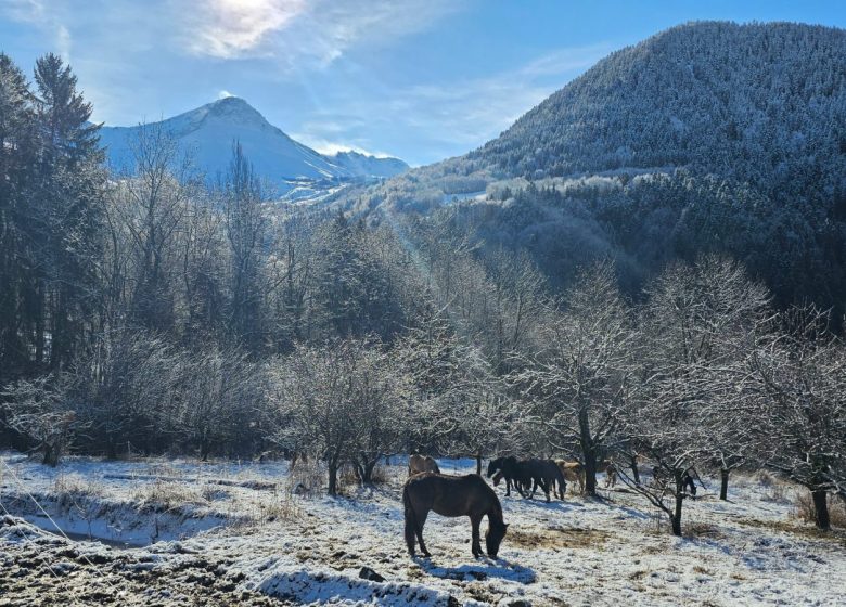Centre équestre Soi Équestre