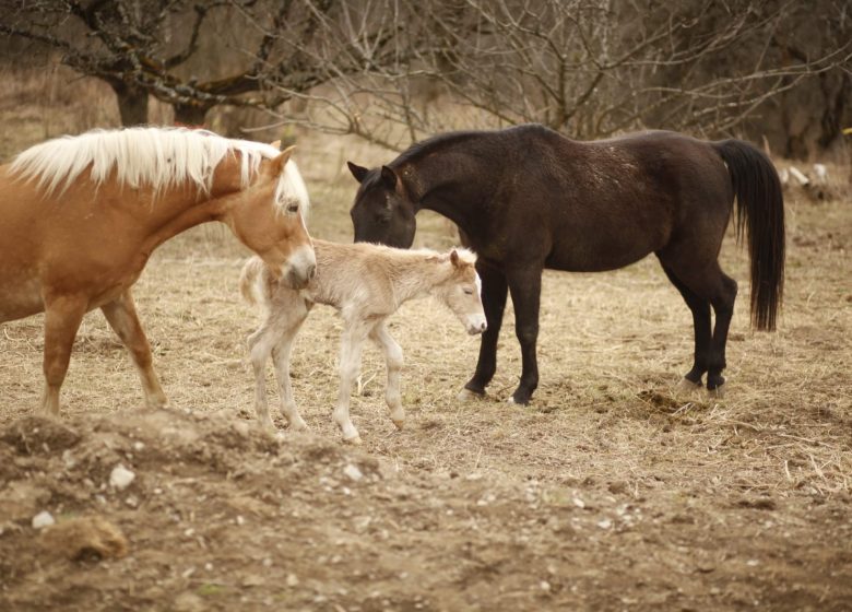 Centre équestre Soi Équestre