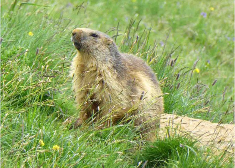 Observez la vie des marmottes – petite randonnée