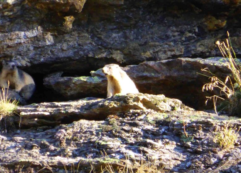 Observez la vie des marmottes – petite randonnée