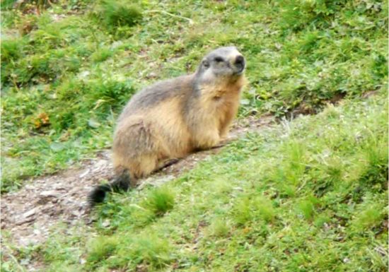 Observez la vie des marmottes – petite randonnée