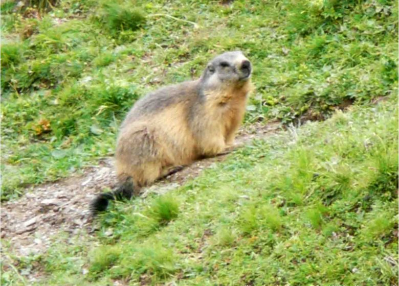Observez la vie des marmottes – petite randonnée