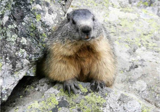 Observez la vie des marmottes – petite randonnée