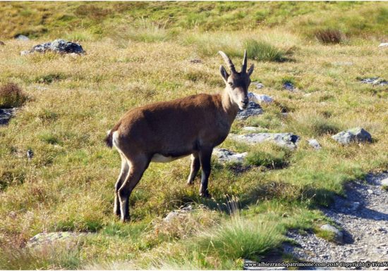Randonnée dans le Parc National de la Vanoise