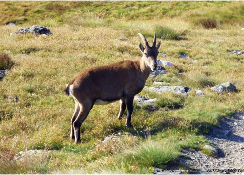 Randonnée dans le Parc National de la Vanoise