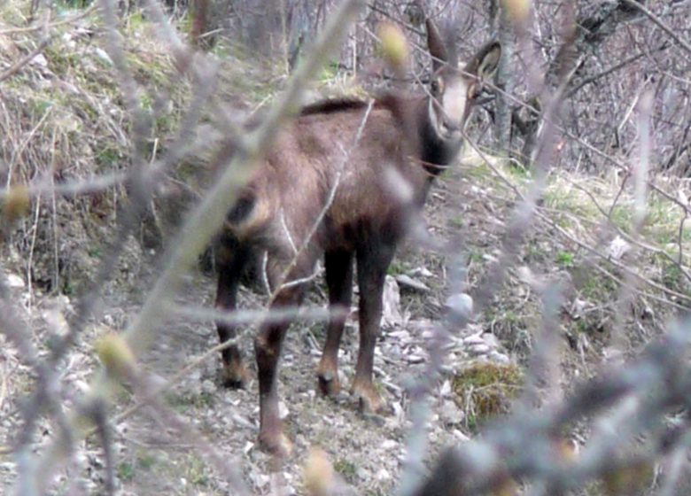 Observation des chamois