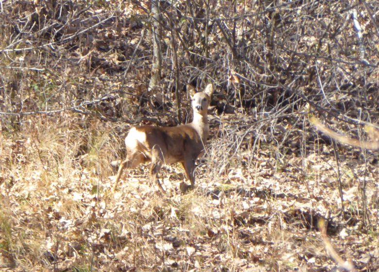 Observez la grande faune de montagne