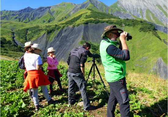Observer chamois, chevreuils, biches… en été