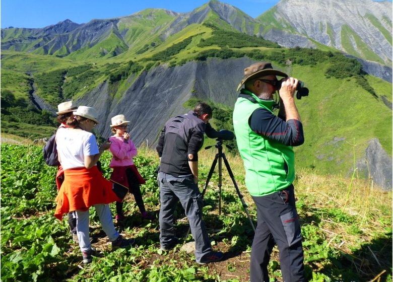 Observez la grande faune de montagne