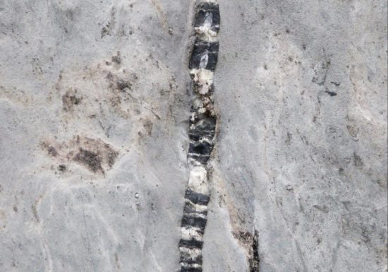 La chasse aux fossiles, petite marche